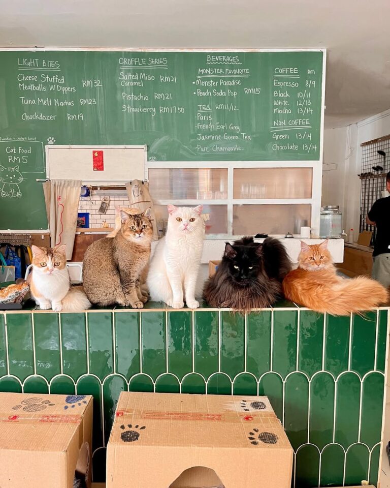 Monster A Garden Cafe: A Cat Cafe Near Pasar Seni With Sweet Croffle Desserts & Kitty-Approved Meal Sets
